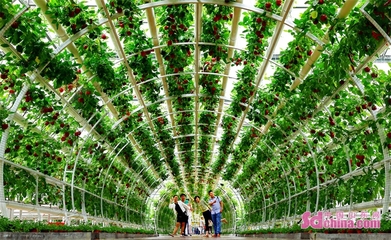 第二十四屆中國(guó)(壽光)國(guó)際蔬菜科技博覽會(huì)開(kāi)幕，新增夜游項(xiàng)目點(diǎn)亮菜博盛宴